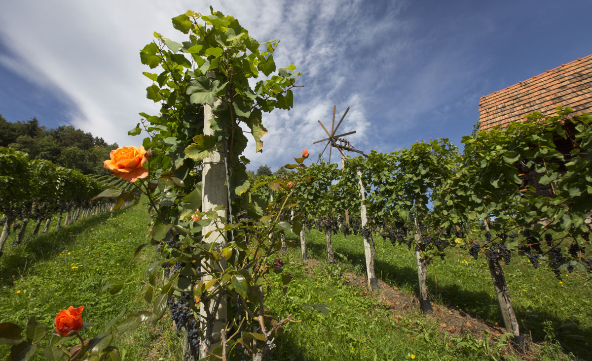 Weinreben Wein im Burgenland