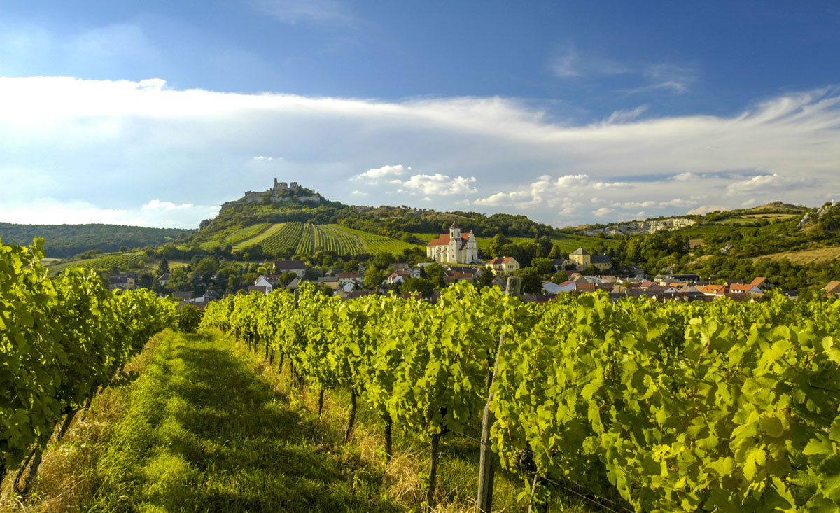 Weinreben in der Ferienregion Krems