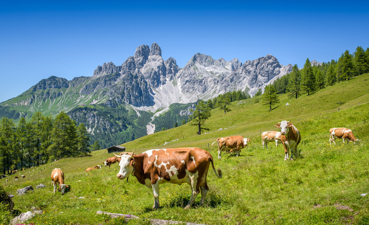 Familienhotels auf der Alm